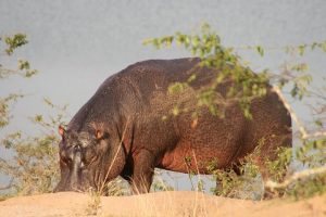 Nijlpaard op land