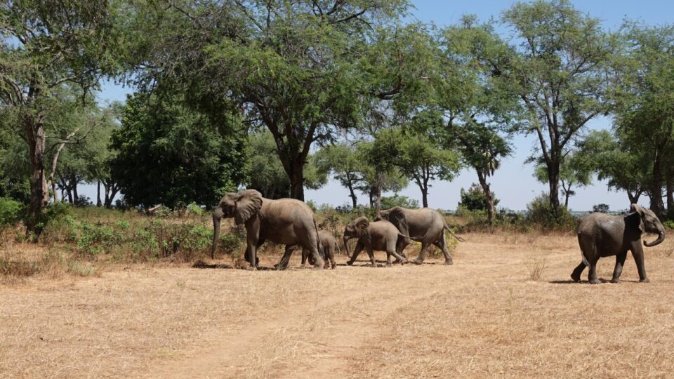 Olifanten familie in Lower Zambezi NP