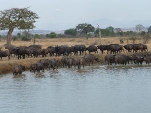 Zuid-Tanzania-kazuri-safaris