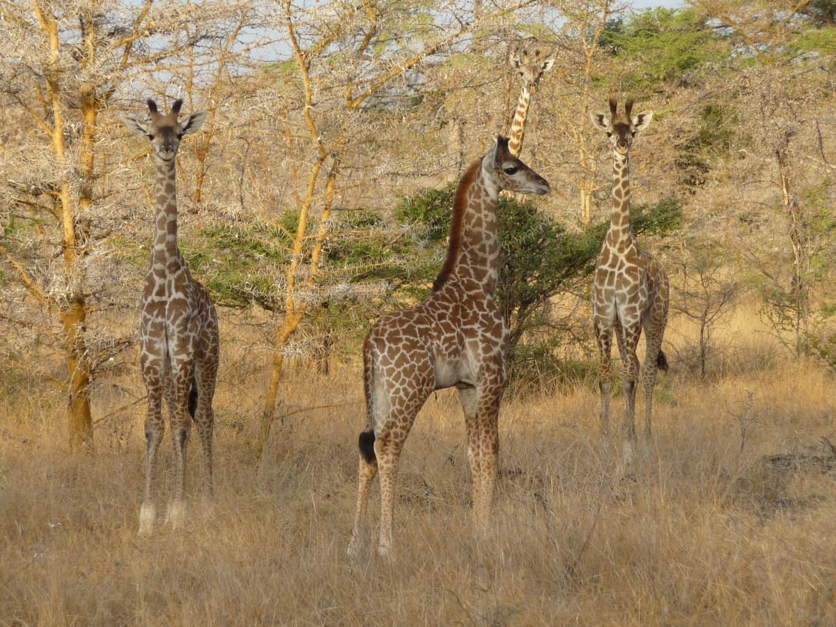 Giraffen - Kazuri Safaris