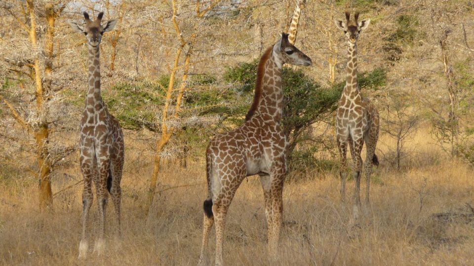 Giraffen - Kazuri Safaris