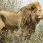 Leeuw - Kazuri Safaris