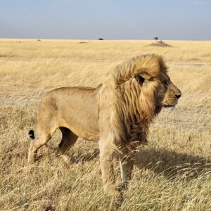 Leeuw in de Serengeti