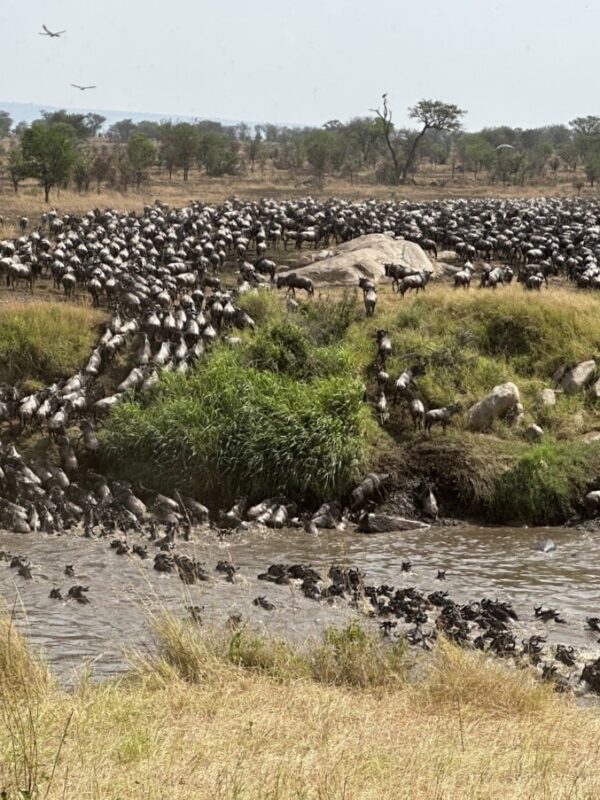 Migratie in de Serengeti Tanzania