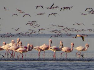Tanzania flamingo's - Kazuri Safaris
