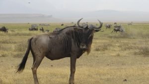 Kazuri Safaris - Tanzania