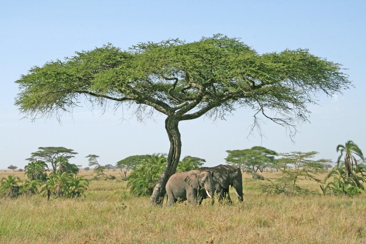 Tanzania Tarangire - Kazuri Safaris