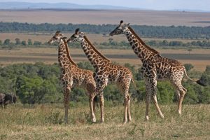 Serengeti - Kazuri Safaris