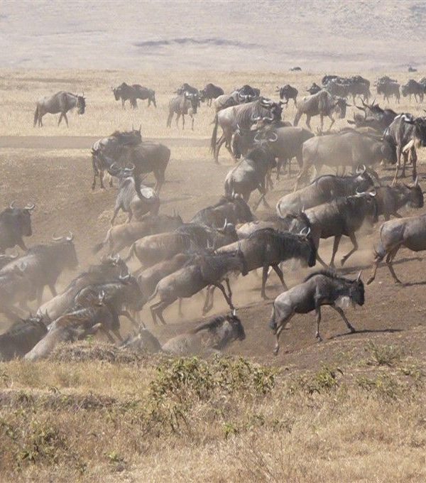 Migratie Serengeti - Kazuri Safaris