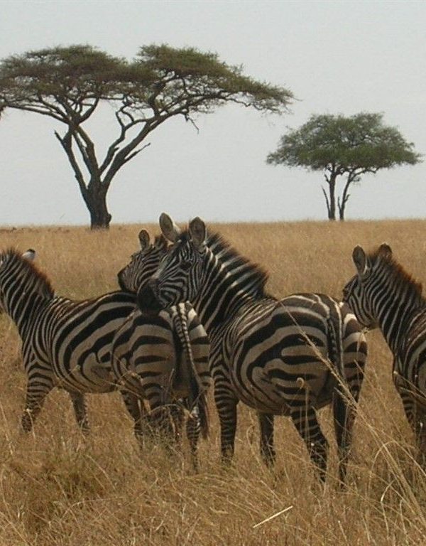Tanzania-Serengeti-Kazuri-Safaris