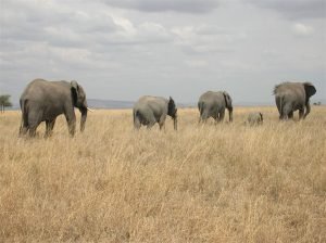 Olifanten in de Serengeti