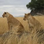 Kazuri Safaris