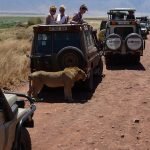 Leeuwen die langs de jeep lopen