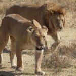 Leeuwen - Kazuri Safaris