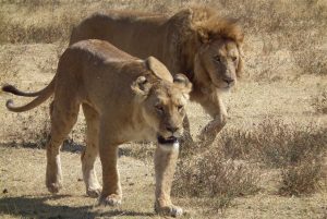 Leeuwen - Kazuri Safaris