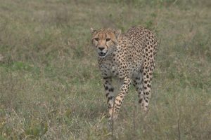 Cheeta - Kazuri Safaris