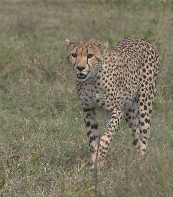 Cheeta - Kazuri Safaris