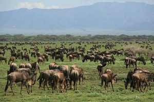 Ngorongoro krater - Kazuri Safaris
