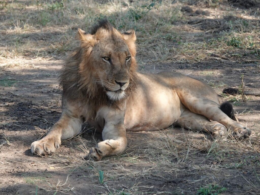 zambia safari