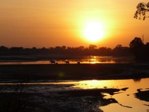 Olifanten steken de rivier over bij zonsopgang