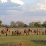 South Luangwa Nationaal Park - Kazuri Safaris