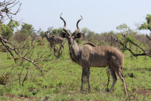 Kudu Kruger Park