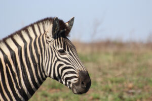 Zebra kop Kruger Park