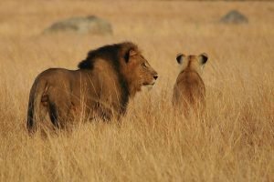 leeuw Kazuri Safaris Afrika
