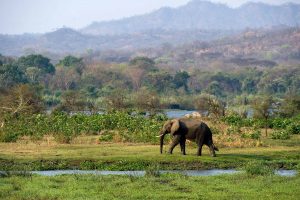 Olifant Afrika Kazuri Safaris