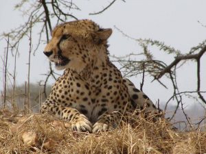 Panter kazuri safaris Afrika